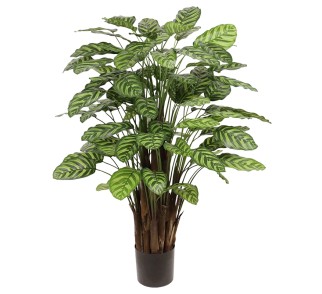 Sztuczna Kalatea Makoyana – 115 Cm